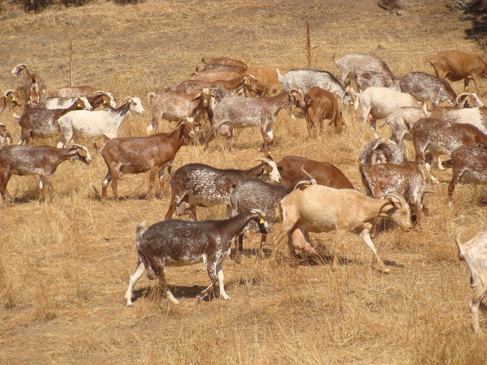 Cabras en el Campo